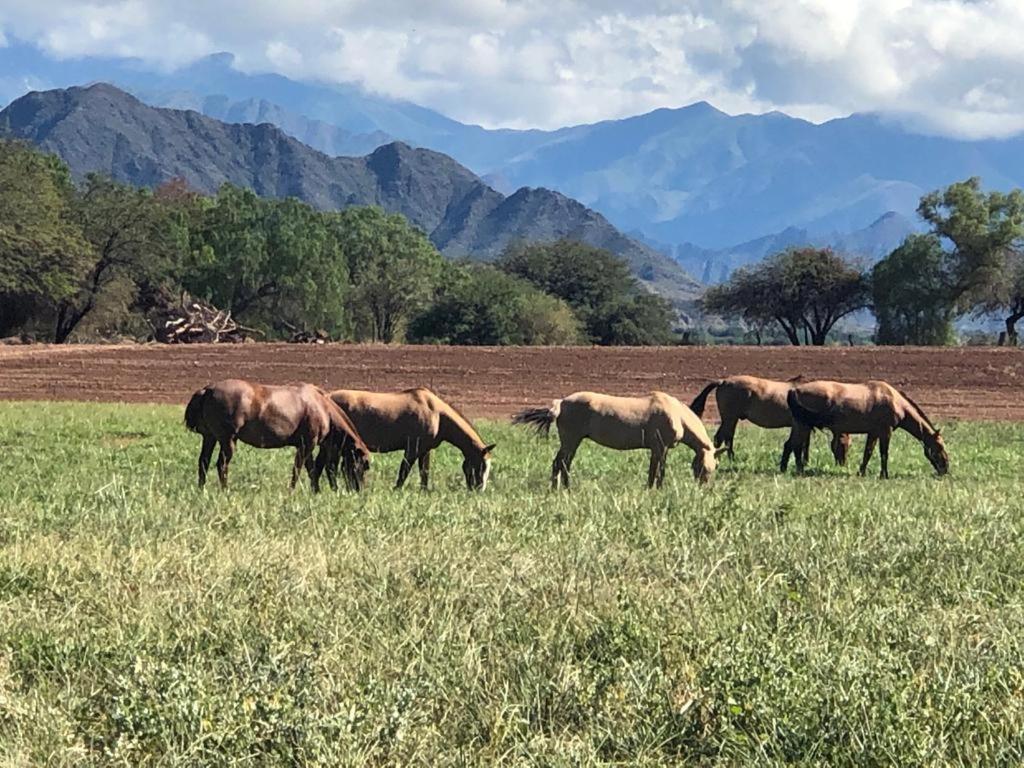 Estancia Banda Grande - Horse & Hiking Safaris Молинос Экстерьер фото